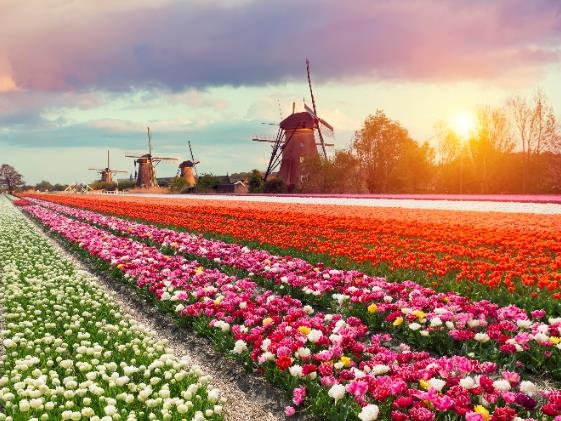 【荷蘭-春之旅賞花自由行1】2天1夜 花園、花田與花車（飯店+火車票套餐）