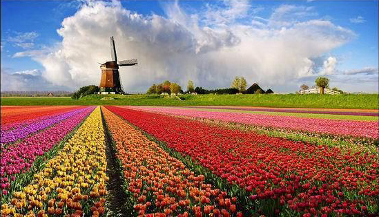 荷蘭郁金香賞花兩日遊（明斯特出發）
