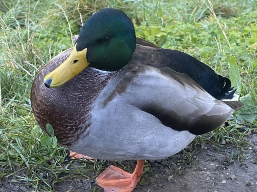 【经典热卖】感受意大利