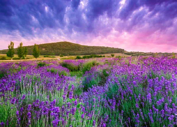 南法瑰宝之旅：从巴黎到普罗旺斯的深度探索