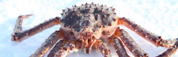 北极圈内的秘境追寻：萨利色尔卡-伊瓦洛-伊纳里-希尔克内斯环线游记