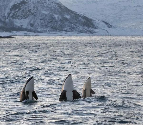 挪威特罗姆瑟旅游指南