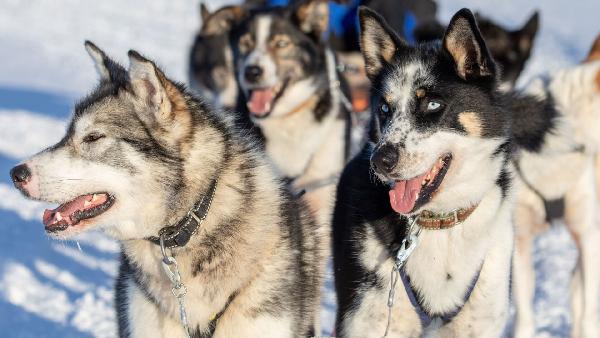 北极门户的冬日童话：希尔克内斯游记