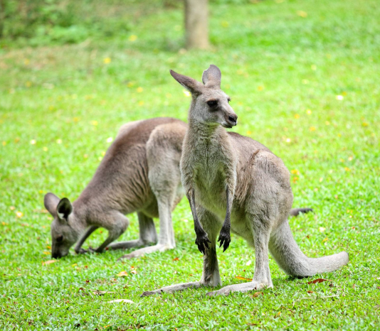 塔斯马尼亚环岛漫游：从霍巴特出发的自然与历史之旅