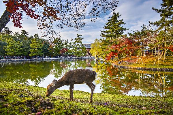 日本關西邂逅萌鹿京都奈良一日遊(中日雙語導遊|9人小團~大阪往返)
