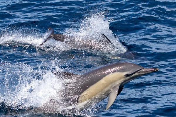 澳大利亚东海岸明珠：达令港至史蒂芬港环线游记