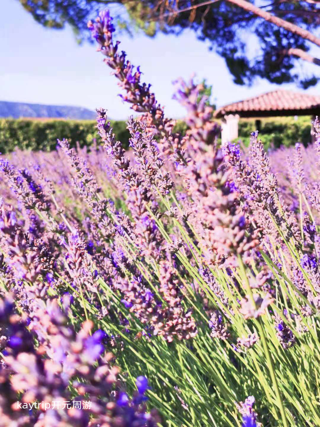 普罗旺斯旅游攻略